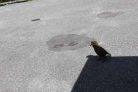 don't feed the kea birds